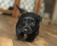 Haley, a female Scottish Terrier for sale in Powhatan, VA – Photo 2 of 3