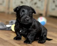 Haley, a female Scottish Terrier for sale in Powhatan, VA – Photo 1 of 3