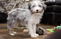 Silas, a male Miniature Aussiedoodle for sale in Powhatan, VA – Photo 1 of 4