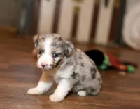 Silas, a male Miniature Aussiedoodle for sale in Powhatan, VA – Photo 3 of 4