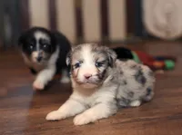 Silas, a male Miniature Aussiedoodle for sale in Powhatan, VA – Photo 4 of 4