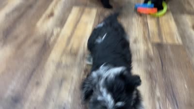 Lola, a female Scottish Terrier and Aussiedoodle for sale in Powhatan, VA – 7 of 9