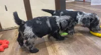 Mai’s Joker, a male Scottish Terrier and Aussiedoodle for sale in Powhatan, VA – 3 of 5