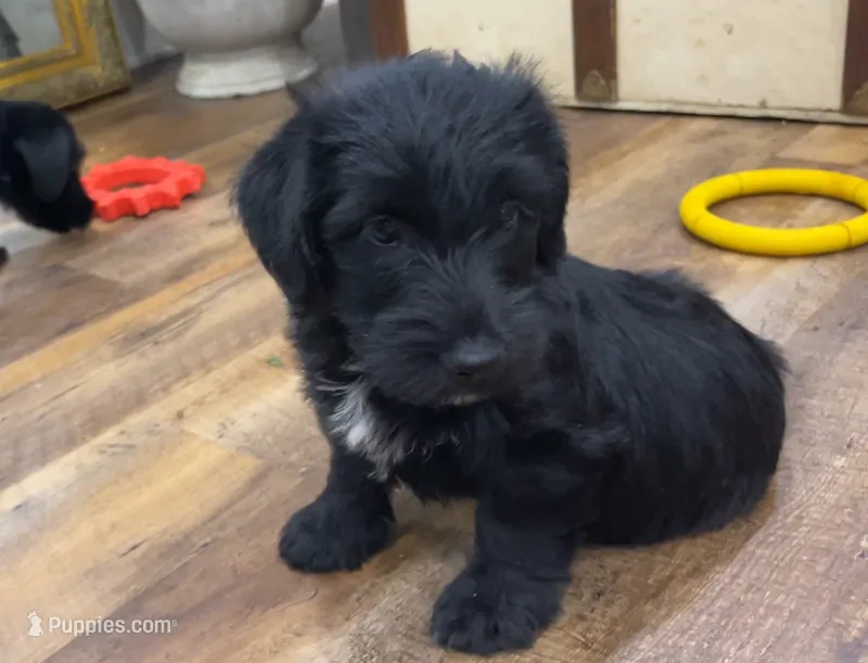 It’s a Lulu – Scottish Terrier, Aussiedoodle puppy for sale in Powhatan, VA
