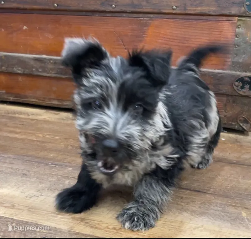 Magic – Scottish Terrier, Aussiedoodle puppy for sale in Powhatan, VA