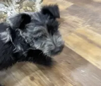 Magic, a female Scottish Terrier and Aussiedoodle for sale in Powhatan, VA – 5 of 5