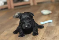 Connor and friends, a male Scottish Terrier for sale in Powhatan, VA – Photo 4 of 6
