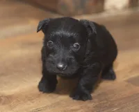 Connor and friends, a male Scottish Terrier for sale in Powhatan, VA – Photo 3 of 6