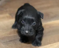 Connor and friends, a male Scottish Terrier for sale in Powhatan, VA – Photo 6 of 6