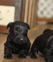 Connor and friends, a male Scottish Terrier for sale in Powhatan, VA – Photo 5 of 6