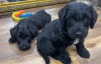Lulu, a female Scottish Terrier and Aussiedoodle for sale in Powhatan, VA – 4 of 6