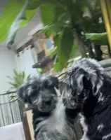 Lola, a female Scottish Terrier and Aussiedoodle for sale in Powhatan, VA – 5 of 9