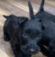 Warwick, a male Scottish Terrier for sale in Powhatan, VA – 2 of 4
