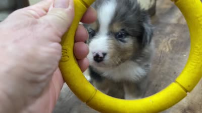Dirty Harry, a male Miniature Aussiedoodle for sale in Powhatan, VA – 6 of 6