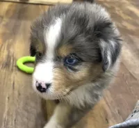 Dirty Harry, a male Miniature Aussiedoodle for sale in Powhatan, VA – 4 of 6