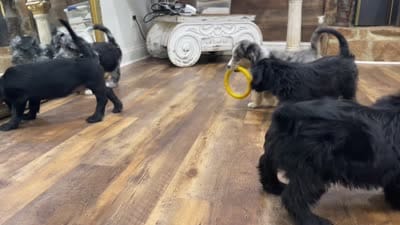 Lola, a female Scottish Terrier and Aussiedoodle for sale in Powhatan, VA – 8 of 9
