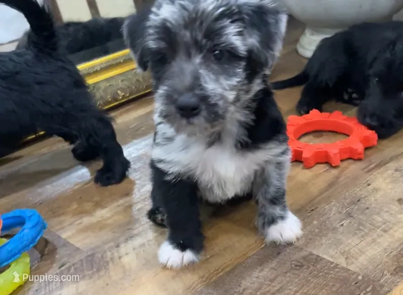Lola – Scottish Terrier, Aussiedoodle puppy for sale in Powhatan, VA