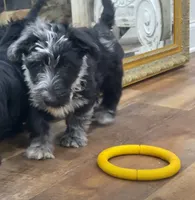 Joker, a male Aussiedoodle for sale in Powhatan, VA – 3 of 4