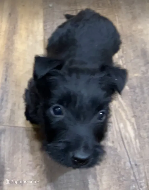 Warwick – Scottish Terrier puppy for sale in Powhatan, VA
