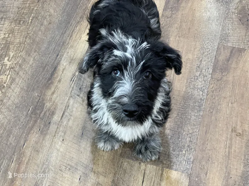Mai’s Joker – Scottish Terrier, Aussiedoodle puppy for sale in Powhatan, VA