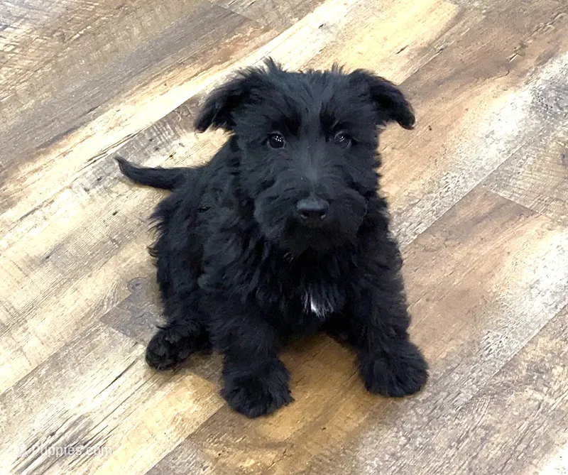 It’s a Lulu – Scottish Terrier, Aussiedoodle puppy for sale in Powhatan, VA