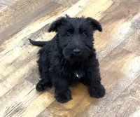 Lulu, a female Scottish Terrier and Aussiedoodle for sale in Powhatan, VA – 1 of 6