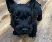 Wigwam, a male Scottish Terrier for sale in Powhatan, VA – 2 of 9