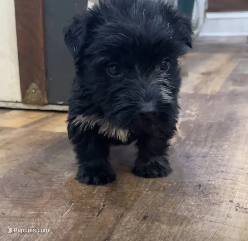 Mimi – Scottish Terrier, Aussiedoodle puppy for sale in Powhatan, VA