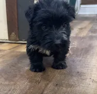 Mimi, a female Scottish Terrier and Aussiedoodle for sale in Powhatan, VA – 2 of 2