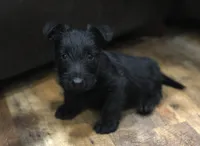 Fergie, a female Scottish Terrier for sale in Powhatan, VA – Photo 5 of 5