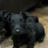 Fergie, a female Scottish Terrier for sale in Powhatan, VA – Photo 3 of 5
