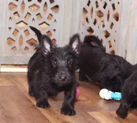 Fergie, a female Scottish Terrier for sale in Powhatan, VA – Photo 1 of 5