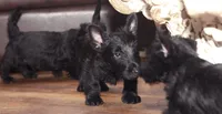 Fergie, a female Scottish Terrier for sale in Powhatan, VA – Photo 2 of 5