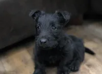 Fergie, a female Scottish Terrier for sale in Powhatan, VA – Photo 4 of 5