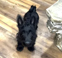 Kid, a male Scottish Terrier for sale in Powhatan, VA – Photo 2 of 5