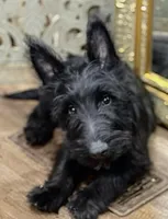 Kid, a male Scottish Terrier for sale in Powhatan, VA – Photo 5 of 5