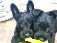 Kid, a male Scottish Terrier for sale in Powhatan, VA – Photo 4 of 5
