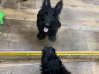 Kid, a male Scottish Terrier for sale in Powhatan, VA – Photo 3 of 5