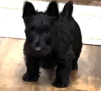 Thistle, a female Scottish Terrier for sale in Powhatan, VA – Photo 4 of 5