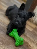 Thistle, a female Scottish Terrier for sale in Powhatan, VA – Photo 5 of 5