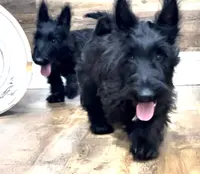Thistle, a female Scottish Terrier for sale in Powhatan, VA – Photo 1 of 5
