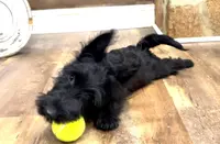 Thistle, a female Scottish Terrier for sale in Powhatan, VA – Photo 3 of 5