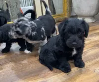Lulu, a female Scottish Terrier and Aussiedoodle for sale in Powhatan, VA – 5 of 6