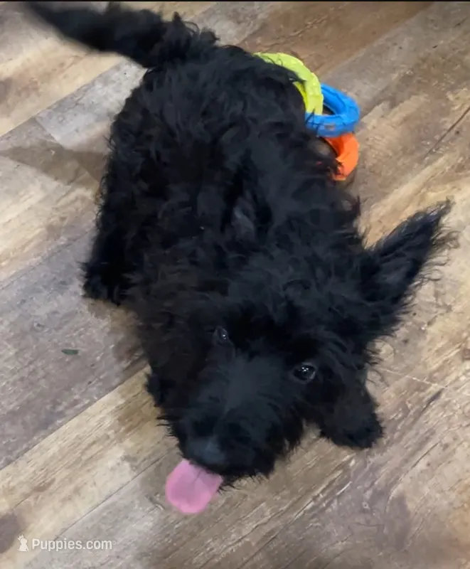 Wicklow – Scottish Terrier puppy for sale in Powhatan, VA