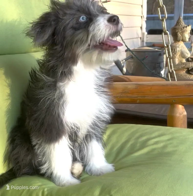 Sable – Miniature Aussiedoodle puppy for sale in Powhatan, VA