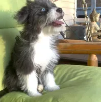 Sable, a female Miniature Aussiedoodle for sale in Powhatan, VA – Photo 2 of 5