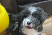 Sable, a female Miniature Aussiedoodle for sale in Powhatan, VA – Photo 9 of 9
