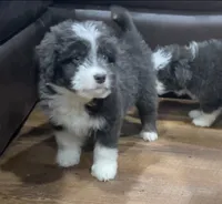 Sable, a female Miniature Aussiedoodle for sale in Powhatan, VA – Photo 8 of 9