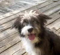 Sable, a female Miniature Aussiedoodle for sale in Powhatan, VA – Photo 3 of 5