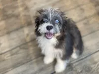 Sable, a female Miniature Aussiedoodle for sale in Powhatan, VA – Photo 1 of 5